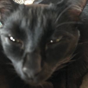 Meet your Posher, Owen